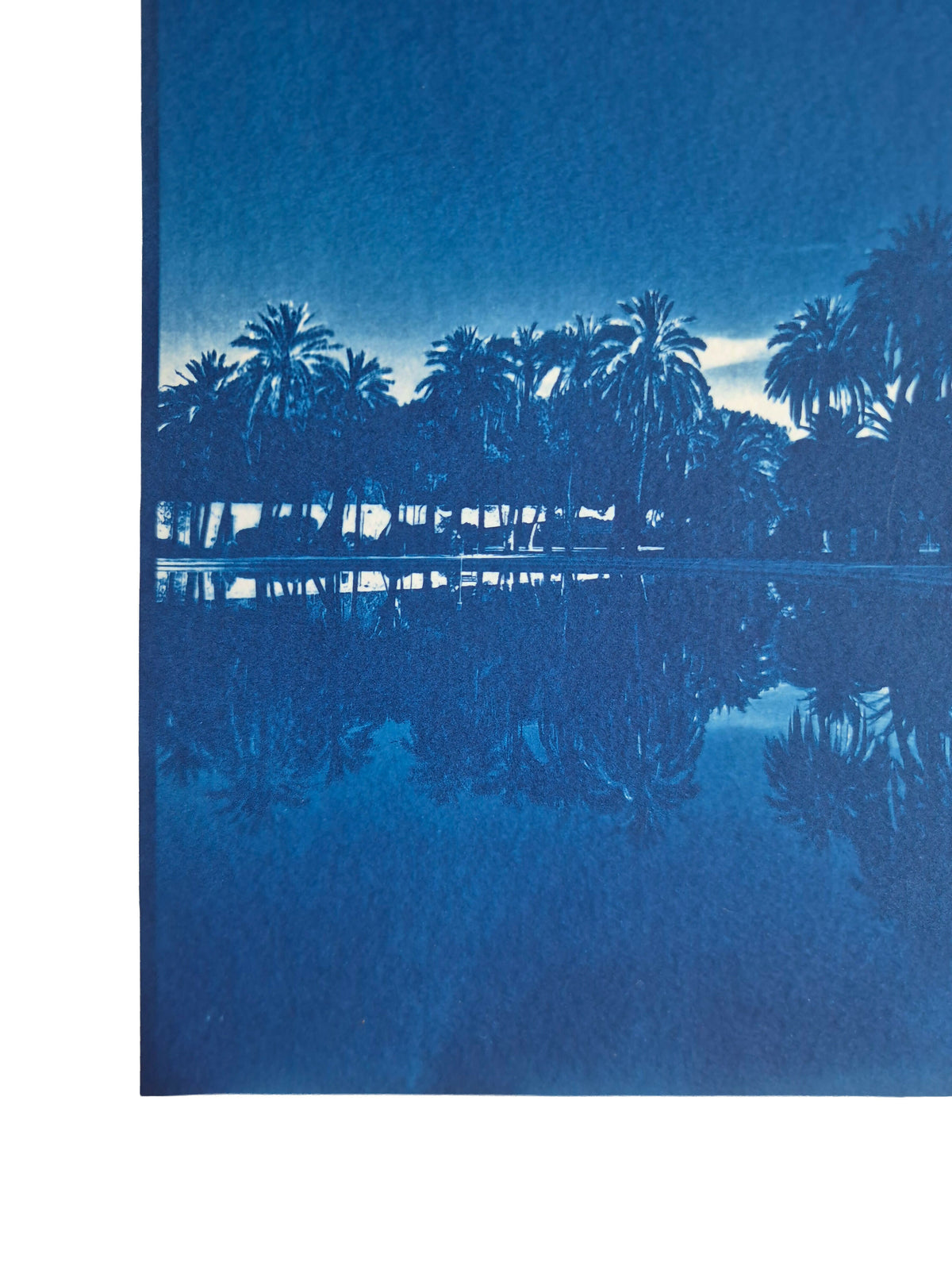 PALM SCENE - ORIGINAL CYANOTYPE