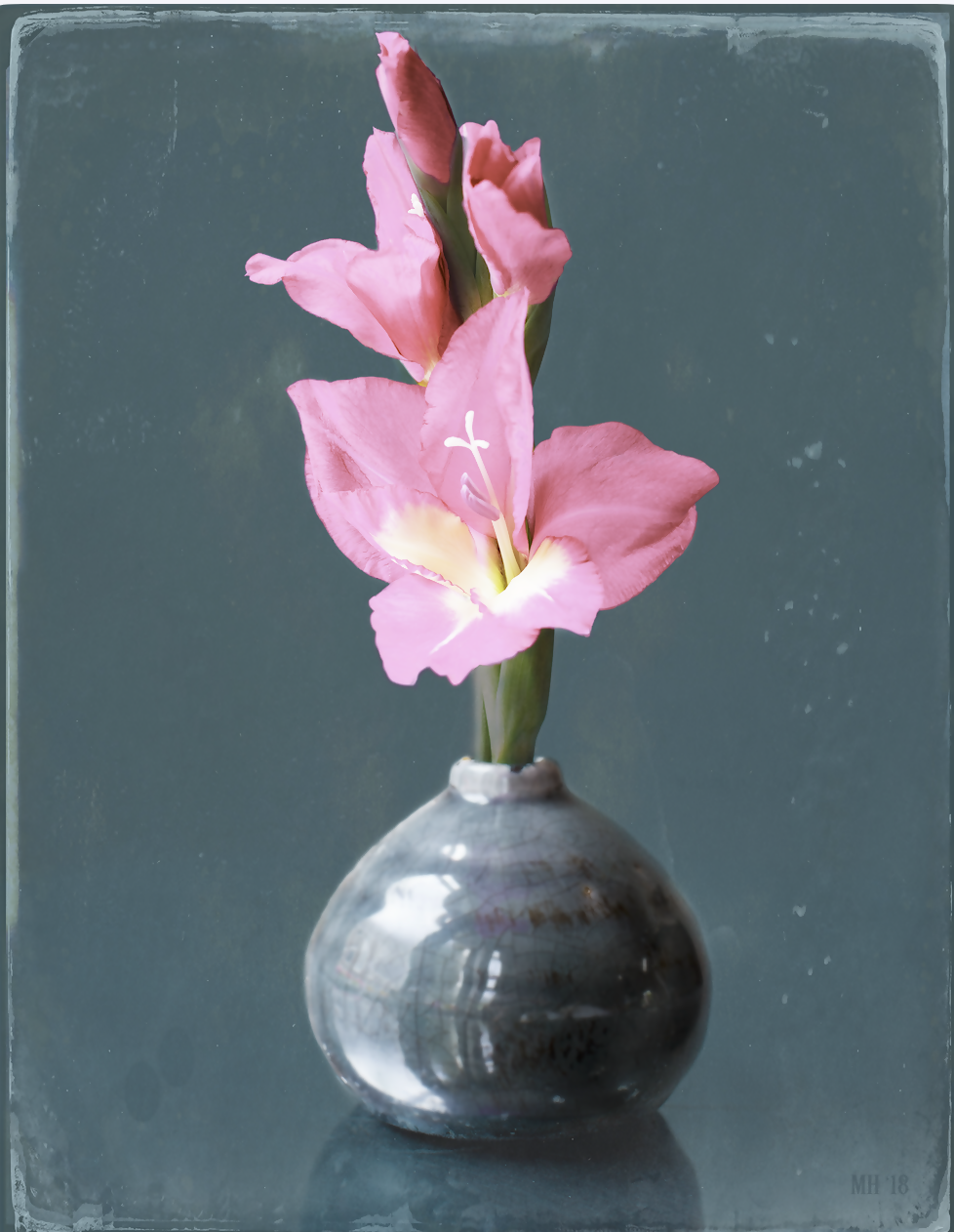 Gladiolus