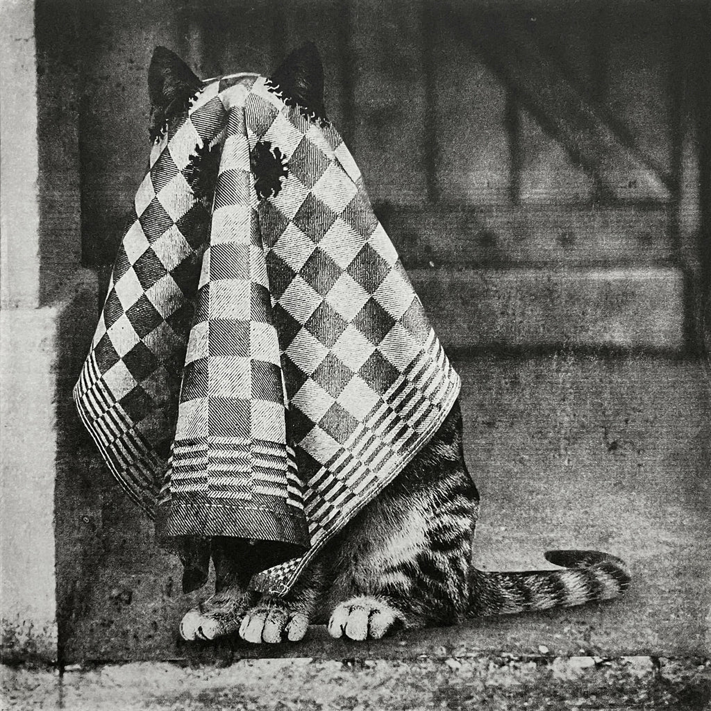 Ghost Cat