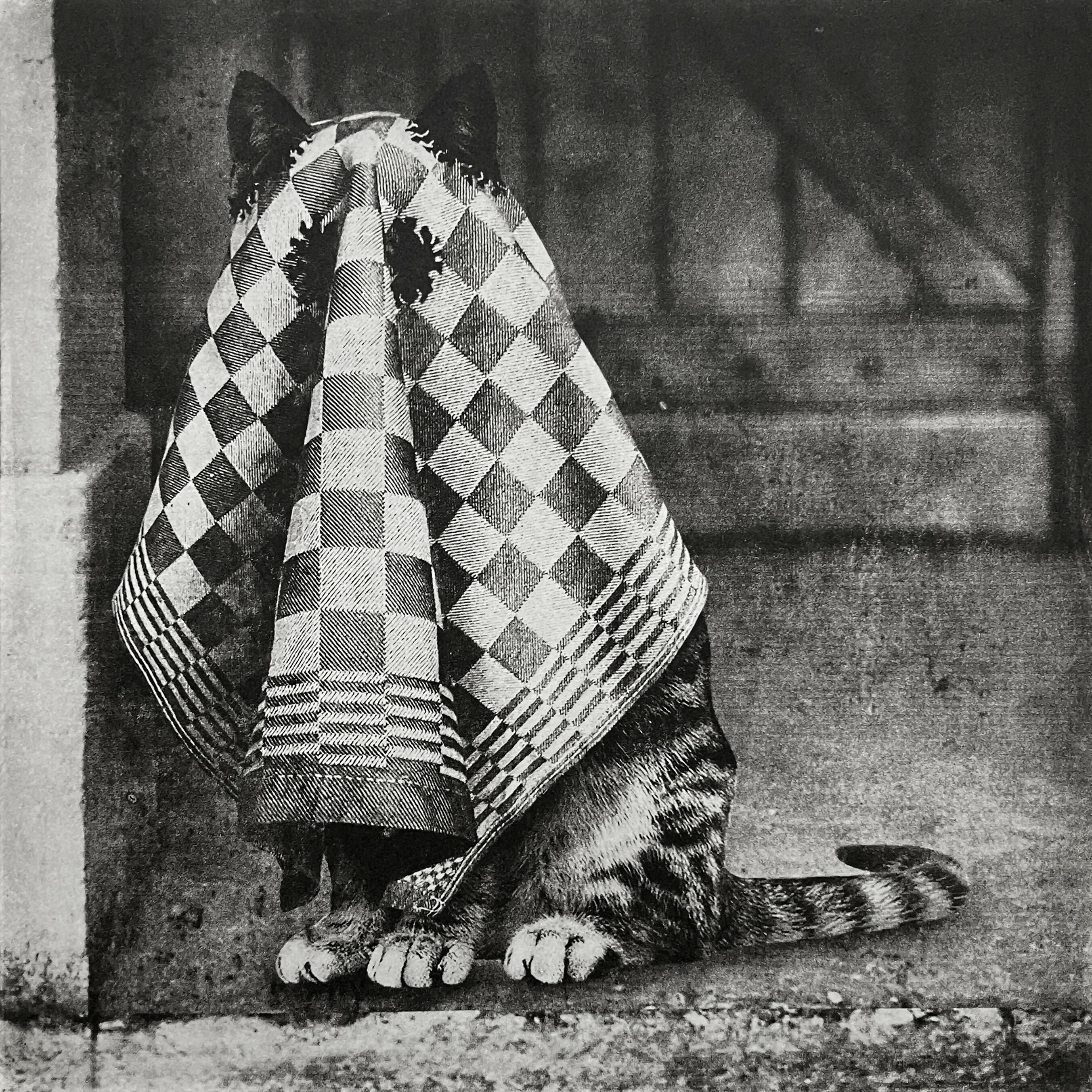 Ghost Cat