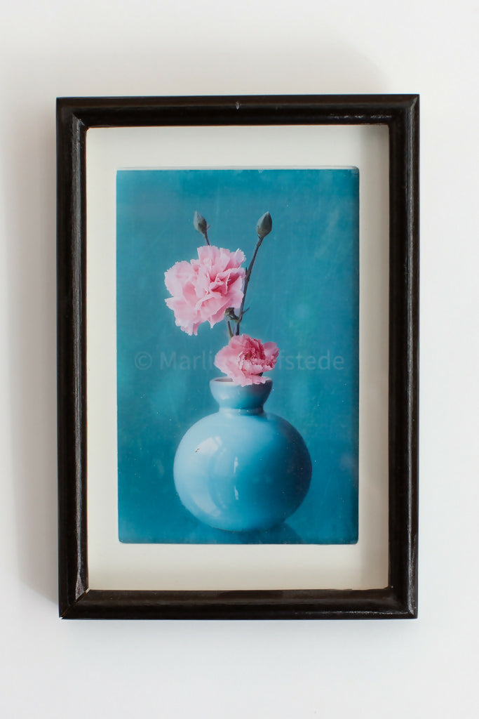 Dianthus