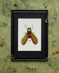 Kakkerlak van de esdoorn - Artprint