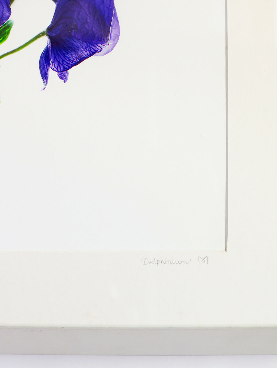 Delphineum