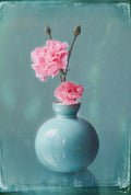 Dianthus