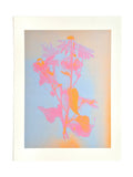 SOLAR FLORAL PASTEL