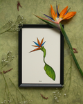 Strelitziaceae reiger - Kunstprint