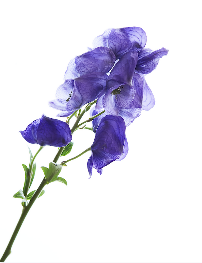 Delphineum