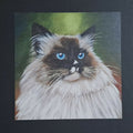 Cat print 'Stewie'