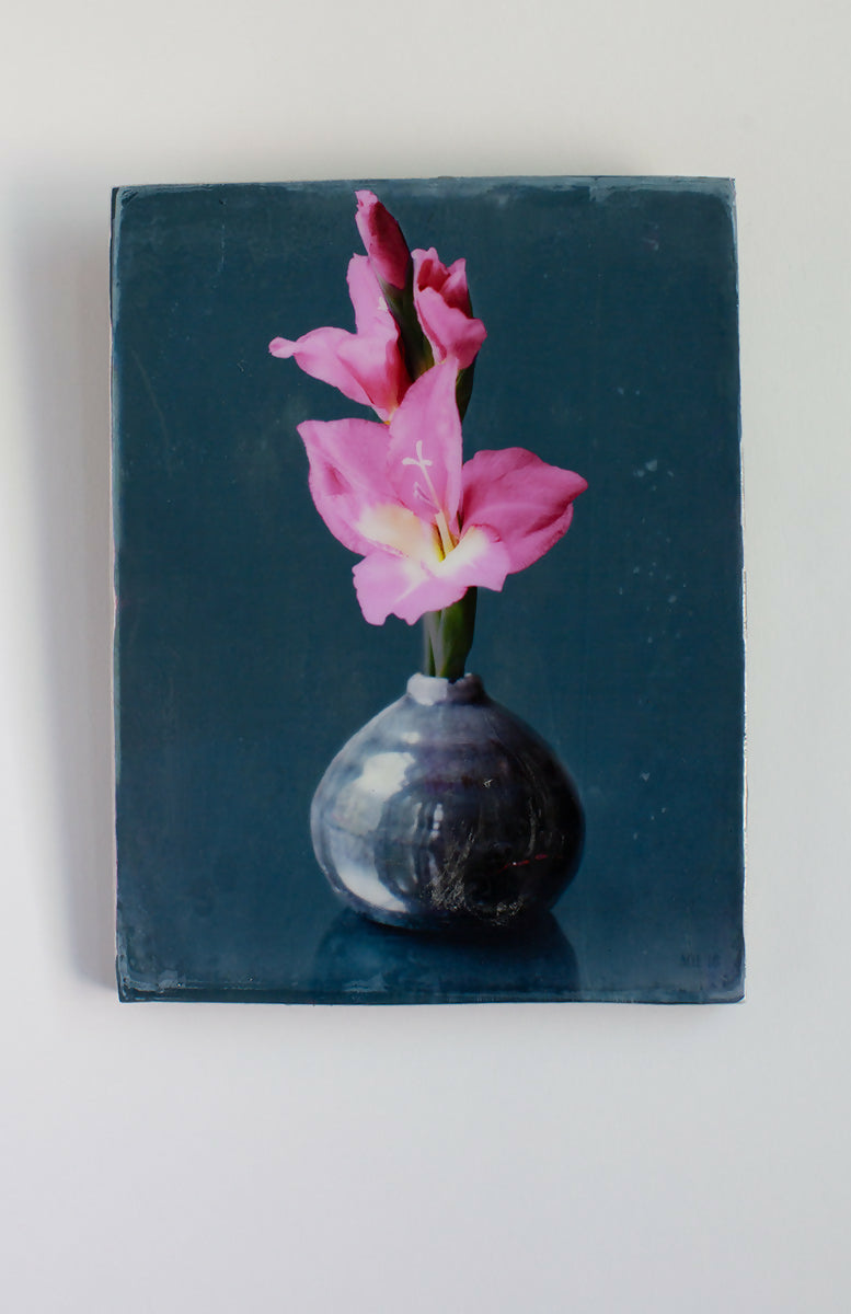 Gladiolus