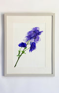 Delphineum