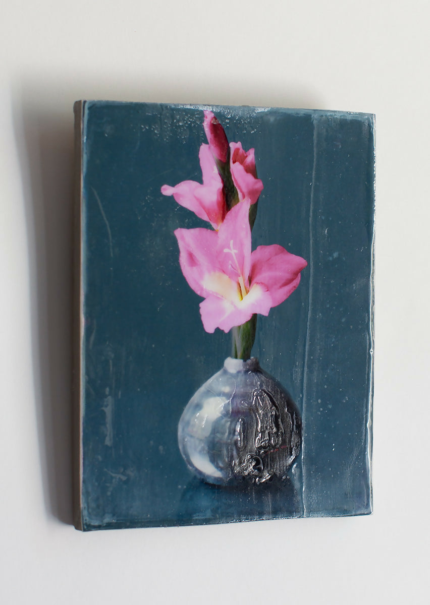 Gladiolus